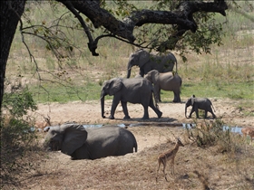 Kruger NP